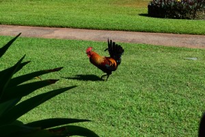 AlwaysReiding_Kauai Rooster